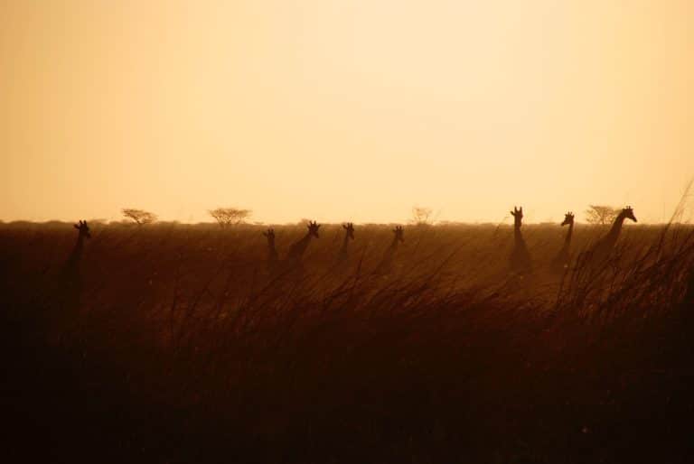 Namibie : les animaux vendus pour les sauver de la sécheresse