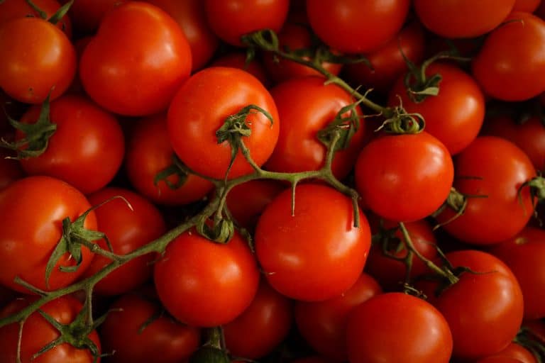 Crise de la tomate : les producteurs détruisent leurs marchandises