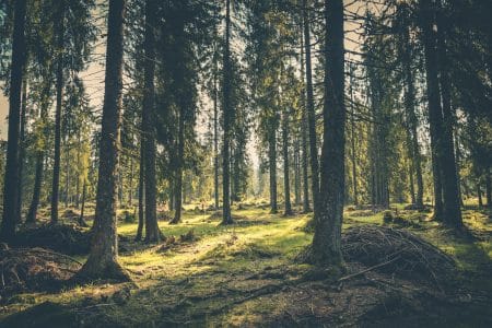Val-d’Oise : bientôt 1 million d’arbres plantés dans une forêt nouvelle de 1 350 hectares