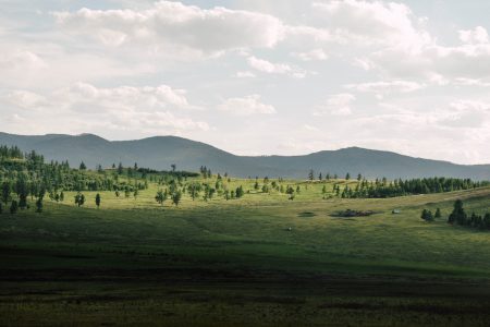 Les sapins affectés par la sécheresse dans les Vosges