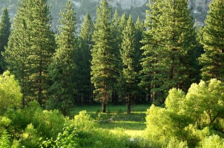 Améliorer la qualité de l’eau est possible avec le reboisement des terres agricoles reboisement