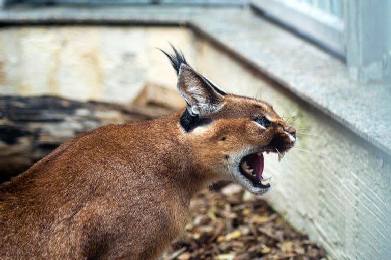 Top 10 des animaux les plus dangereux pour l&rsquo;homme