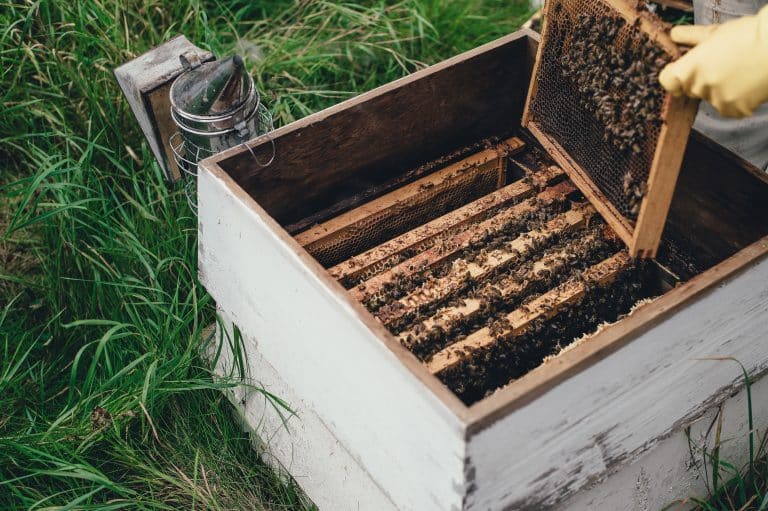 La canicule et la sécheresse impactent les abeilles