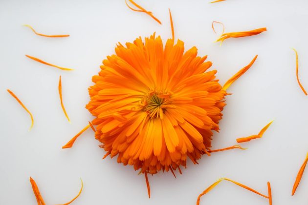 Découvrez les bienfaits de l’huile de calendula calendula