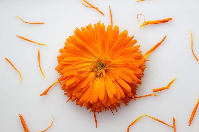 Découvrez les bienfaits de l&rsquo;huile de calendula