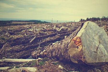 Amazonie : la déforestation a augmenté de 278 % en un an