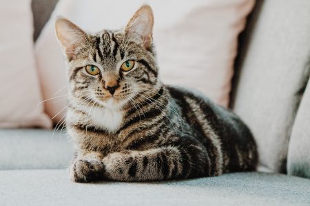 Oui, les chats reconnaissent leur nom
