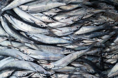 poissons