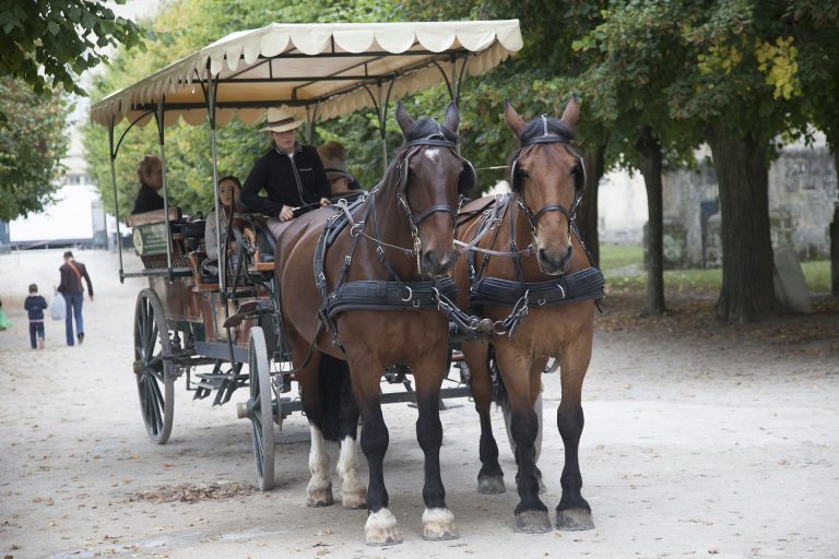 La calèche : le mode de transport alternatif idéal