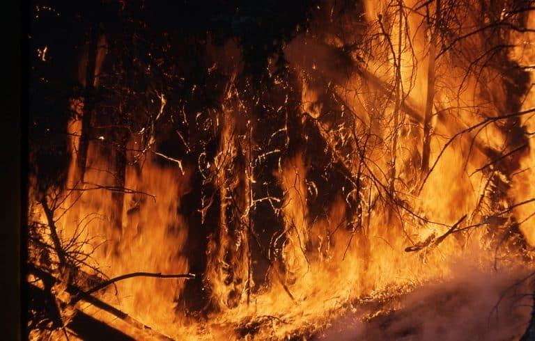 L’Amazonie part en fumée…