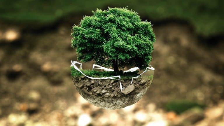 Les 5 plus grandes forêts du monde