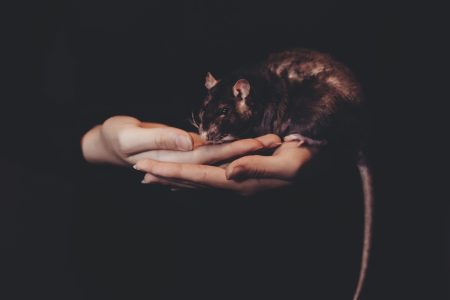 Leptospirose : la maladie du rat contamine trois personnes