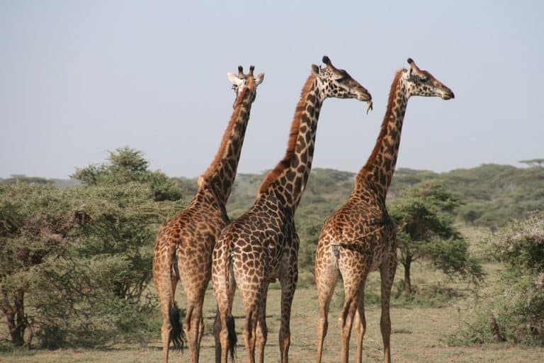 Le nombre de girafes a diminué de 40% entre 1985 et 2015