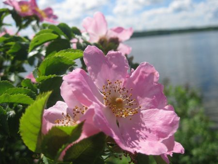 Les bienfaits de l’huile de rose musquée rose musquée