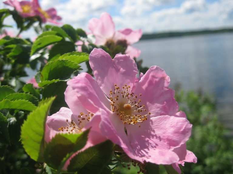 Les bienfaits de l&rsquo;huile de rose musquée
