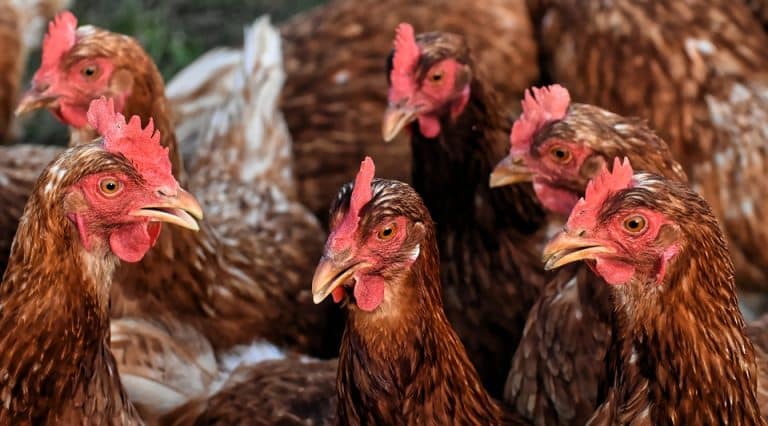 Des volailles respectées pour une viande de qualité : c&rsquo;est possible !