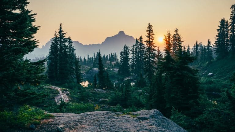 Comment vont les forêts françaises ?