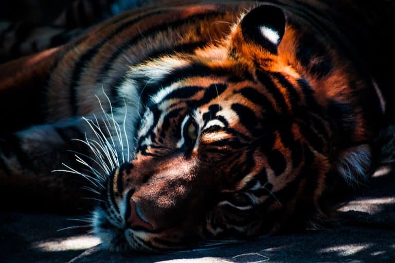 Top 10 des animaux menacés d&rsquo;extinction