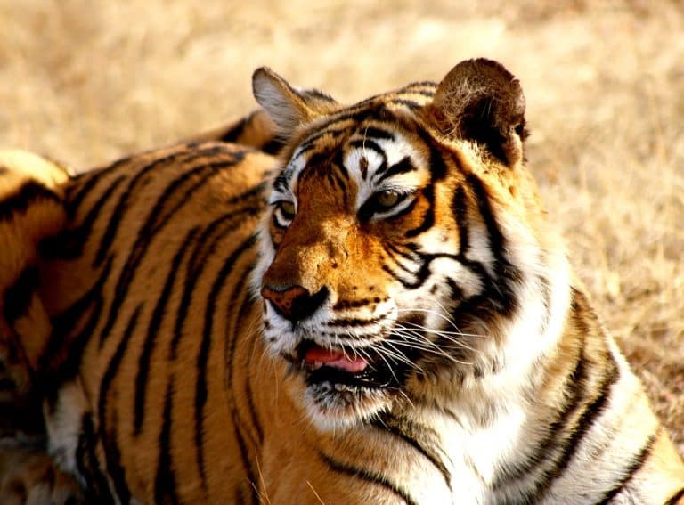 La population de tigres sauvages en Inde a augmenté de 30% en 4 ans