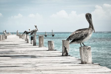 Le plastique menace la vie des oiseaux marins oiseaux marins