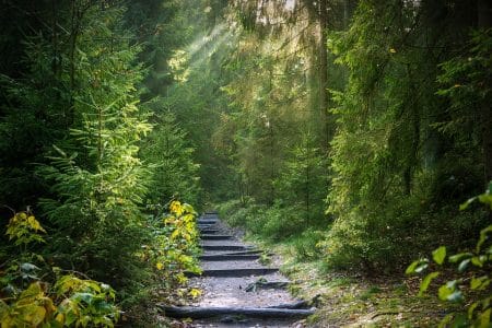 Une émission danoise consacrée à la plantation des arbres