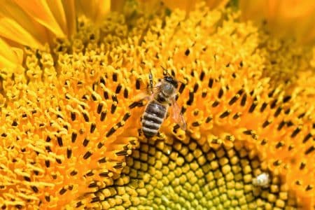 Recevez gratuitement des graines pour sauver les abeilles