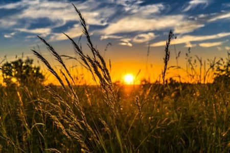 Le Val de Marne bannit le glyphosate