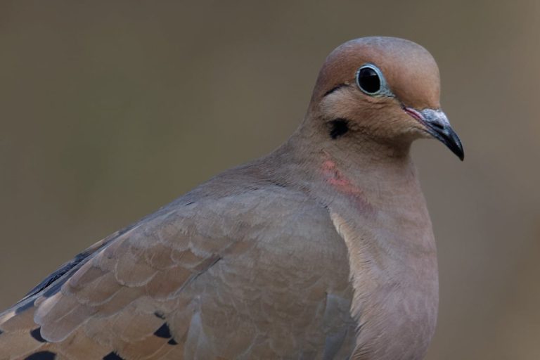 Un quota de 18.000 prises de tourterelles des bois pour la saison de chasse