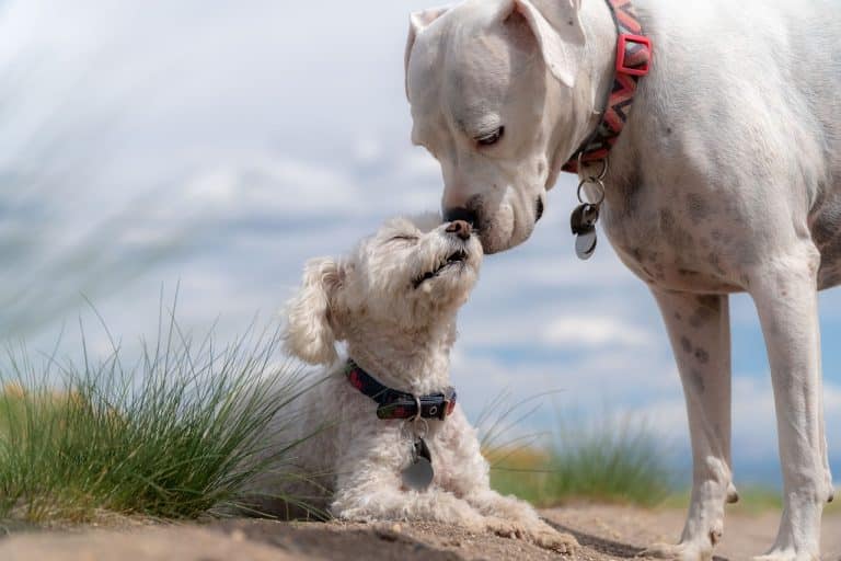 L&rsquo;homme aurait modifié le cerveau des chiens au fil des siècles
