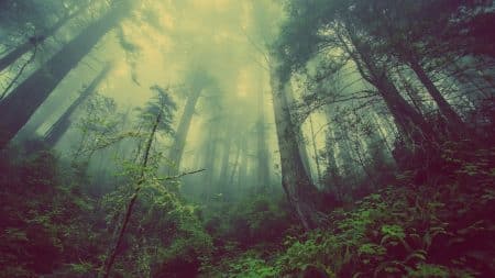 Le Gabon interdit officiellement la déforestation