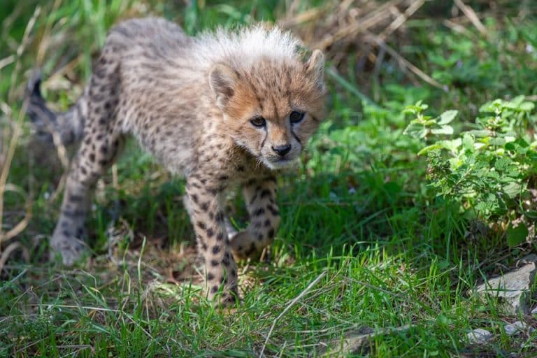 Cinq bébés guépards ont vu le jour à Sigean !