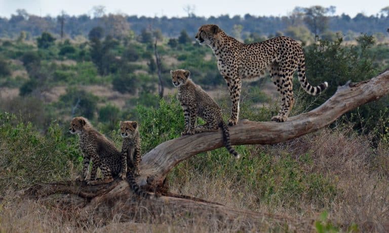 Encore une espèce animale en voie d&rsquo;extinction