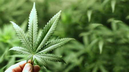 Le cannabis désormais légal dans plus de 10 pays dans le monde !