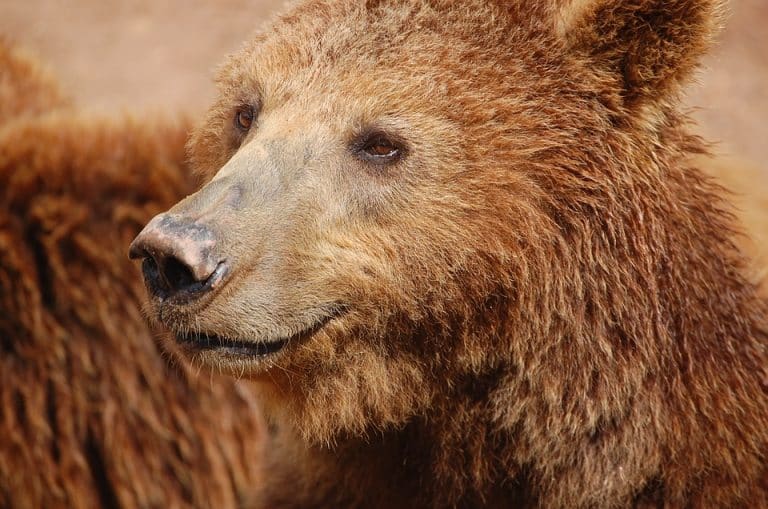 L&rsquo;ours Micha semble sauvé !