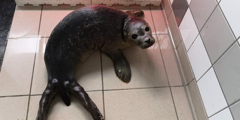 Un bébé phoque sauvagement agressé par un pêcheur à Dunkerque