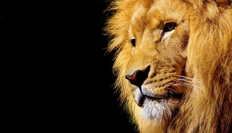 La maltraitance animale, terrible réalité dans la plupart des zoos et aquariums