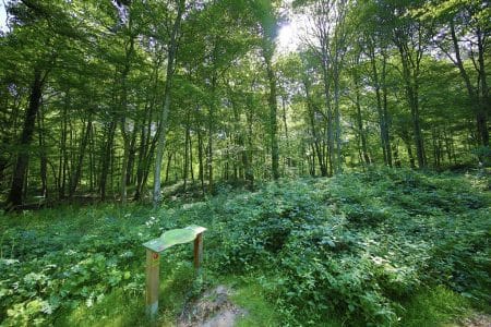 Bretagne : la région envisage de planter 5 millions d’arbres !