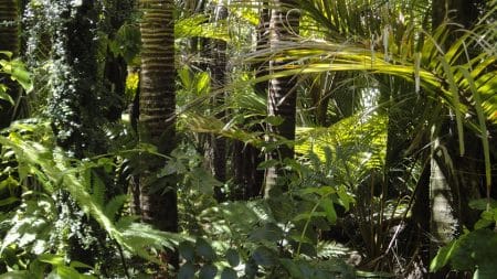 2.3 millions d’animaux sont déjà morts dans les incendies de l’Amazonie
