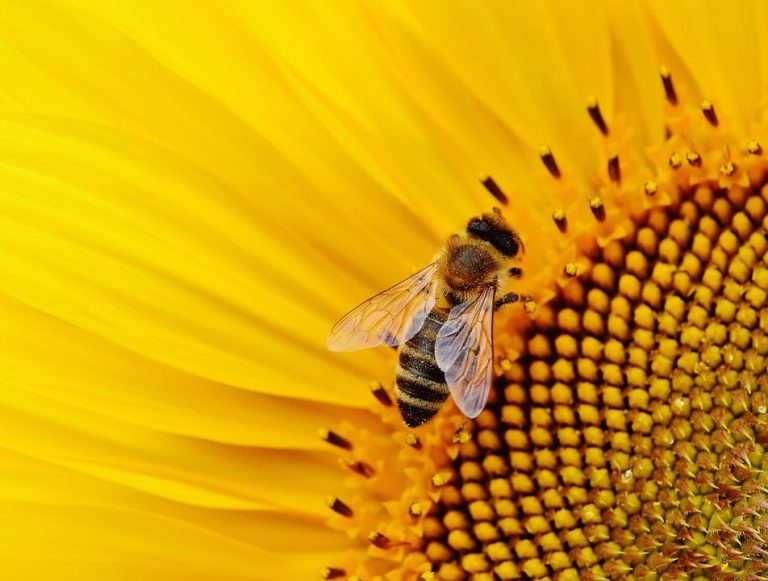 Les abeilles sont les êtres les plus précieux au monde