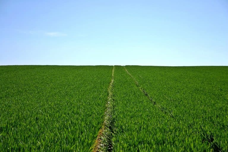 Comment nourrir tout le monde sans détruire la Planète ?