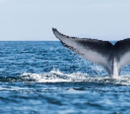 Ces animaux qui vivent plus vieux que les hommes