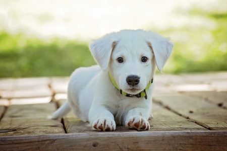 Enfin une loi aux Etats-Unis pour défendre les animaux !