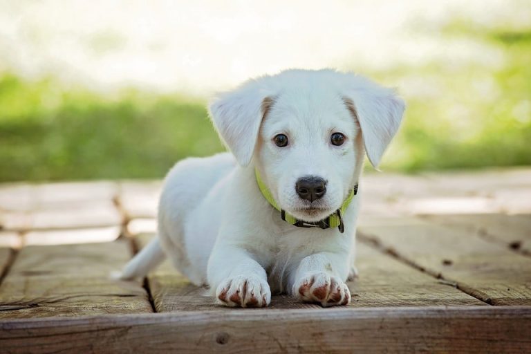 Enfin une loi aux Etats-Unis pour défendre les animaux !