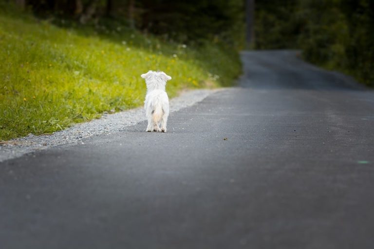Bientôt une loi pour punir ceux qui abandonnent leurs animaux ?