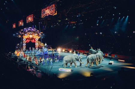Les Français ne veulent plus d’animaux sauvages dans les cirques