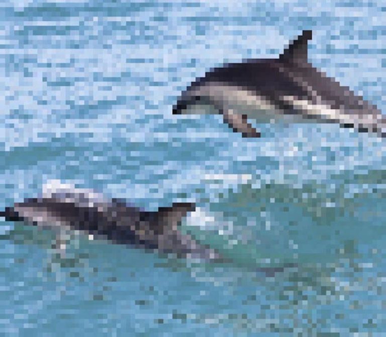 Plus les images pixelisent, plus les animaux sont menacés d&rsquo;extinction