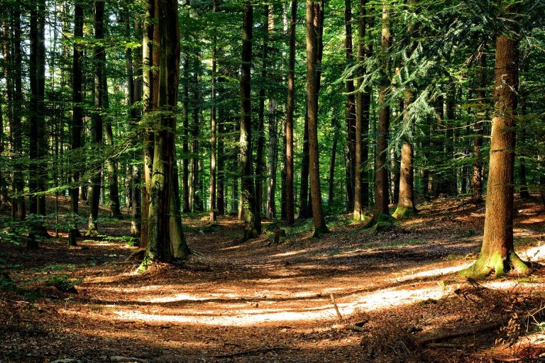 Les pesticides désormais interdits dans les forêts publiques