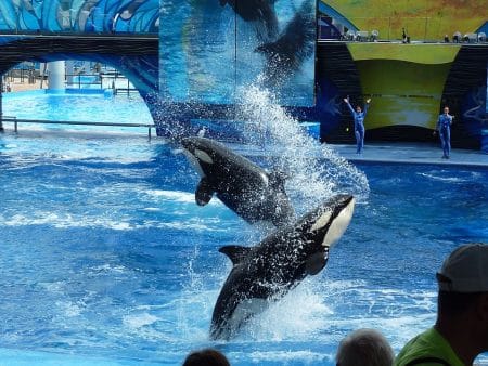 TripAdvisor vient de prendre une merveilleuse décision pour le bien-être des animaux