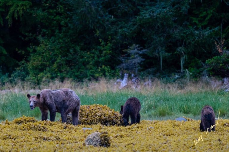Des grizzlis très maigres affolent la toile