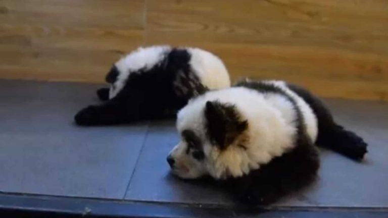 Le scandale des « chiens pandas » en Chine
